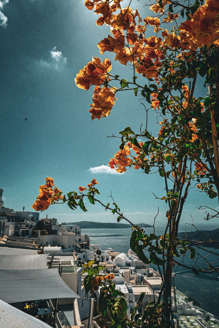 gelbe bougainvillea